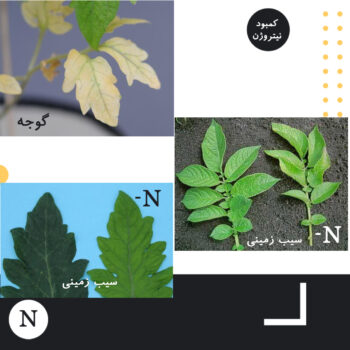 نقش نیتروژن در گیاه